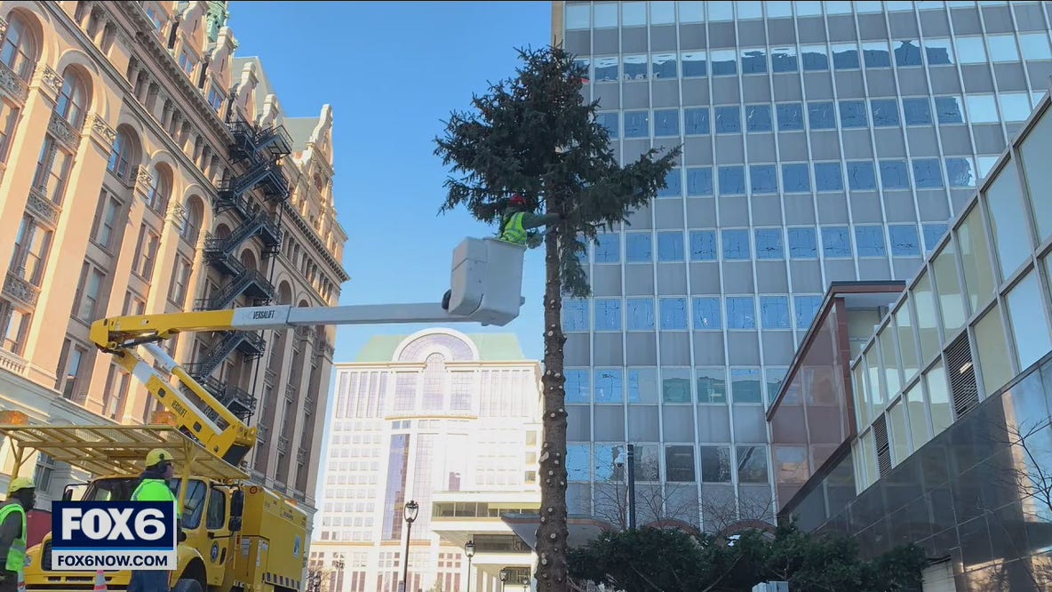 City Christmas tree repurposed at Black Husky Brewing